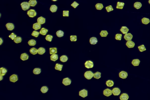 ETCD - Etched Thermal Conductive Diamond